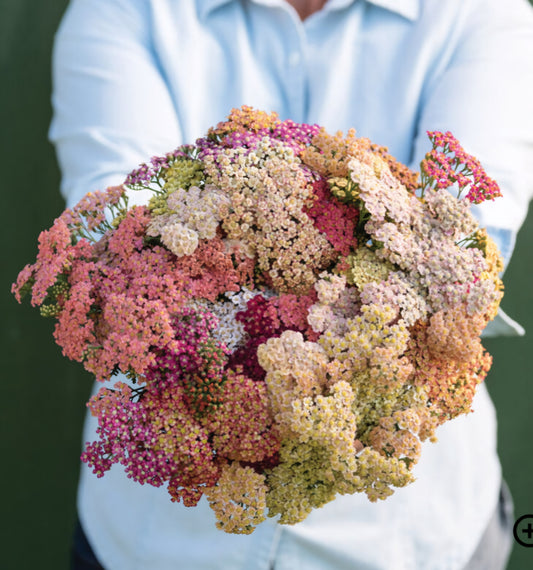 Yarrow Summer Pastels Plant Plugs (4 Pack)