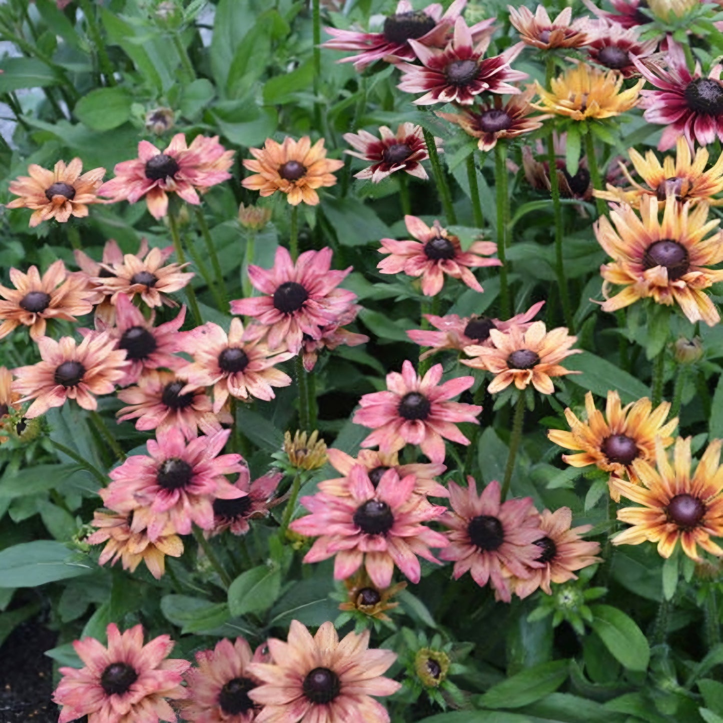 Rudbeckia Cherokee Blush Plant Plugs (4 packs)