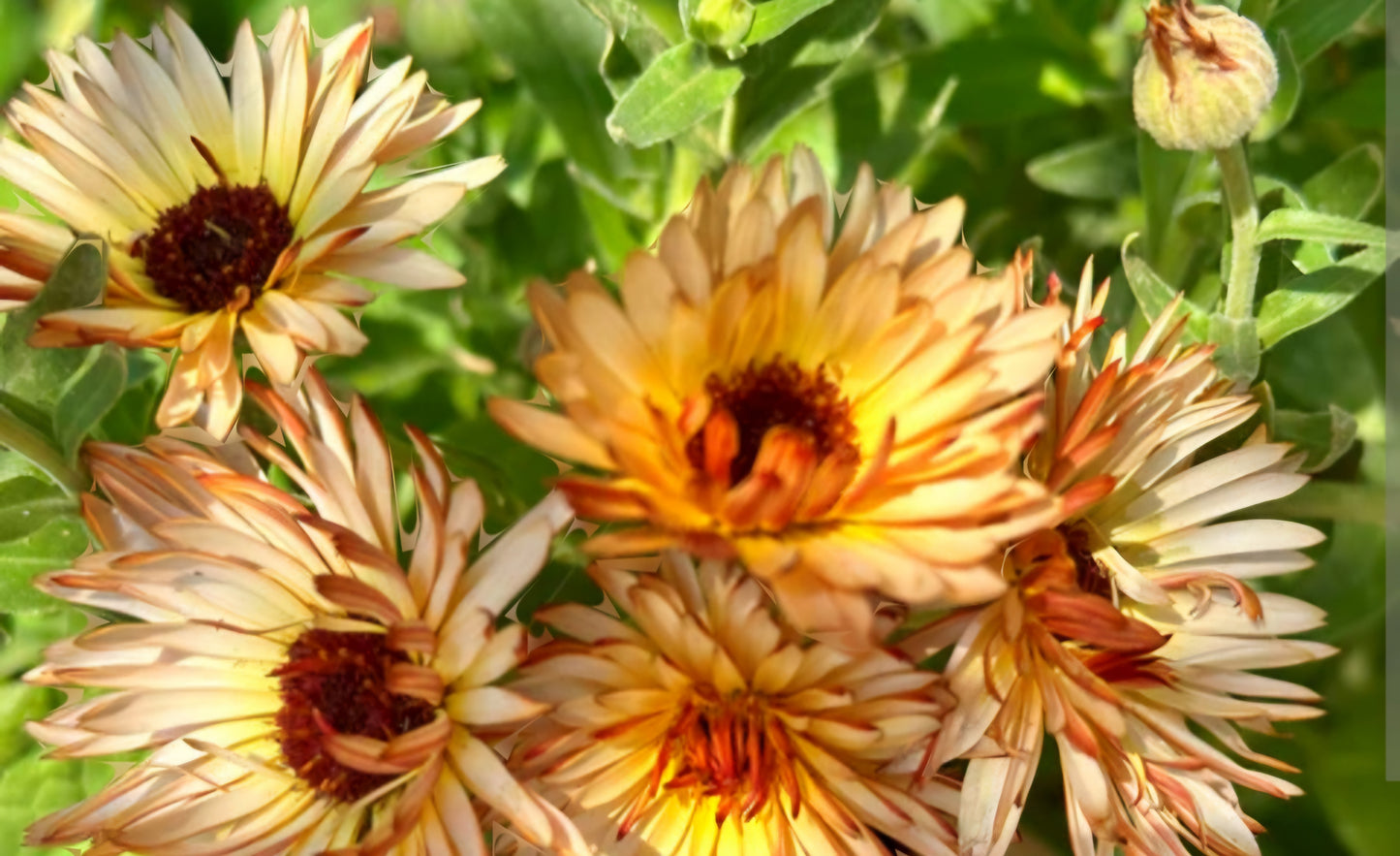 Calendula Zeolights Seeds