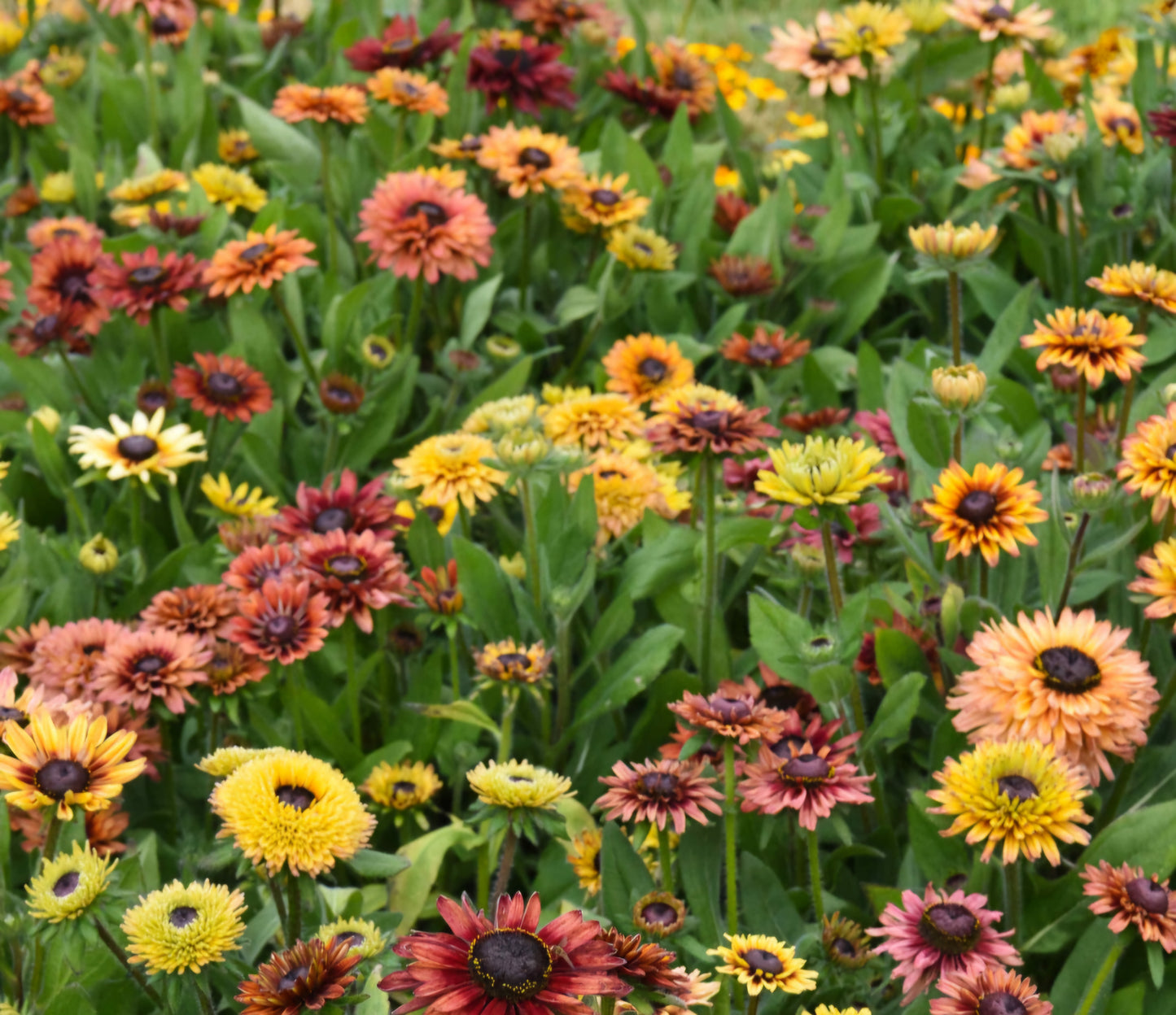 Rudbeckia Cherokee Blush Plant Plugs (4 packs)