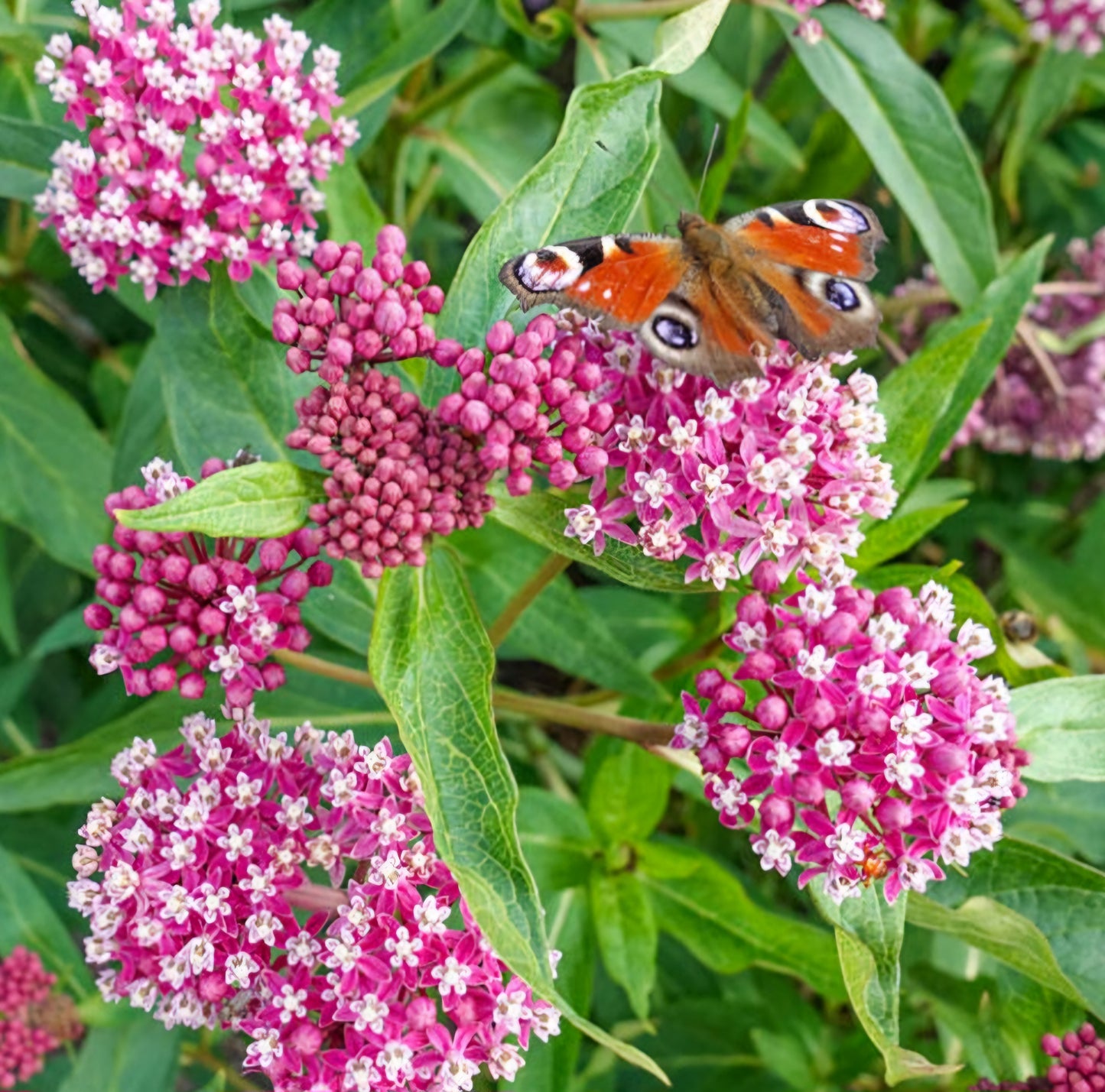 Soulmate Butterfly Weed Plant Plug (4 Pack)