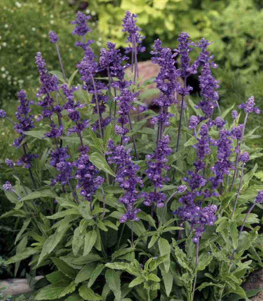 Salvia Evolution Violet Plant Plug (4 Pack)