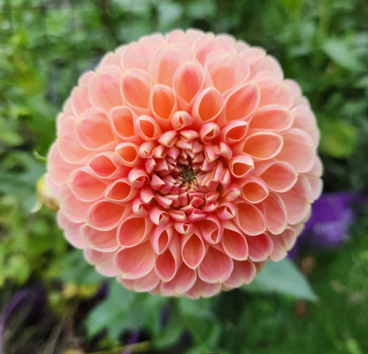 Crichton Honey Dahlia Tuber