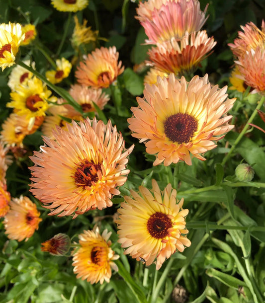 Calendula Zeolights Seeds