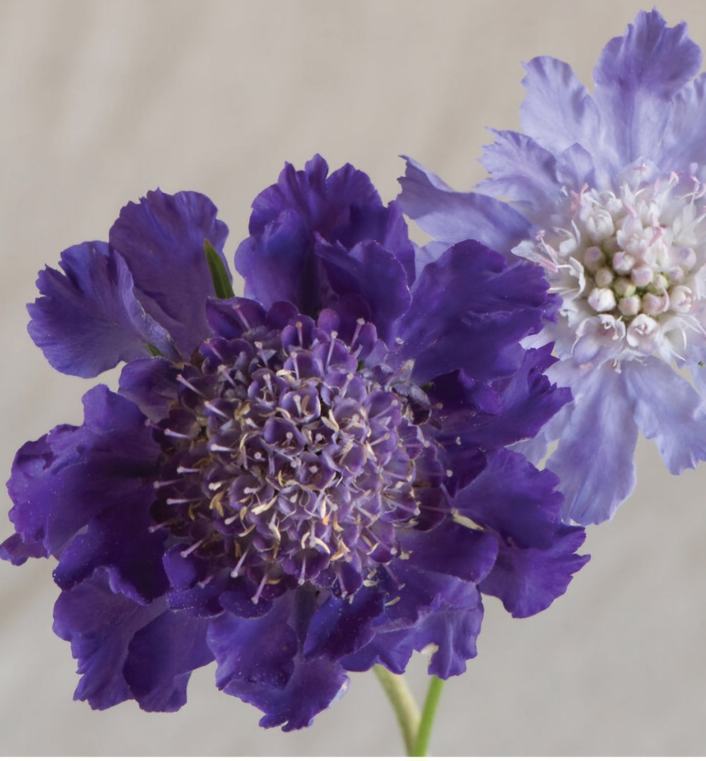 Fama Scabiosa Deep Blue Plant Plugs (Pre-Order Spring Plugs)