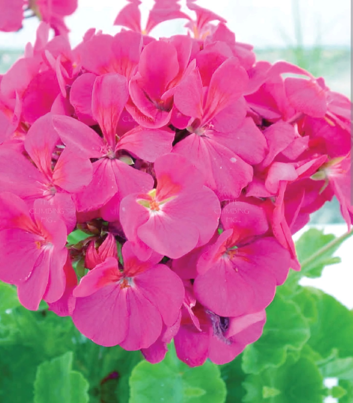 Maverick Pink Geranium (4 Packs)