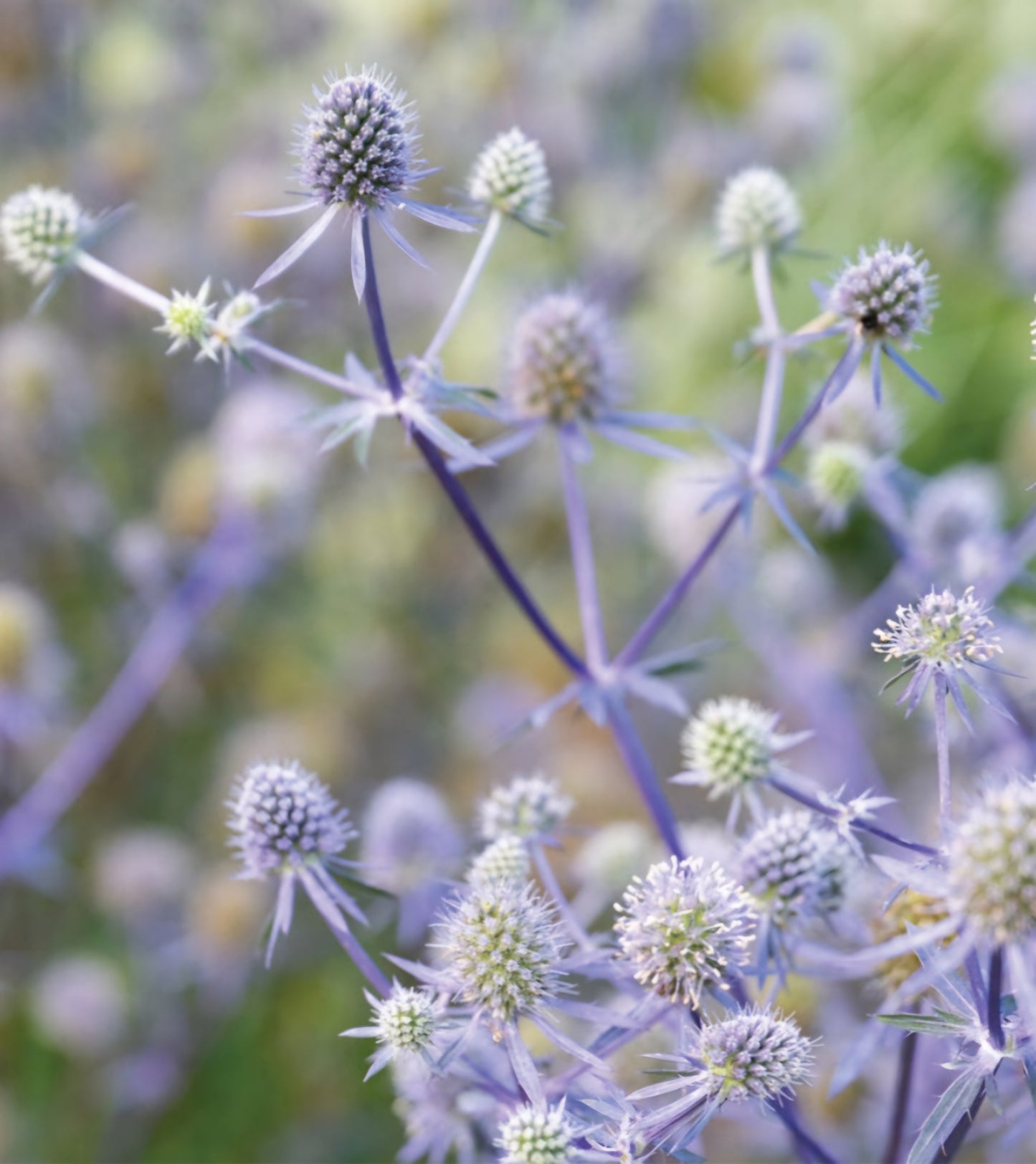 Blue Glitter Eryngium Plant Plugs (4 Pack)