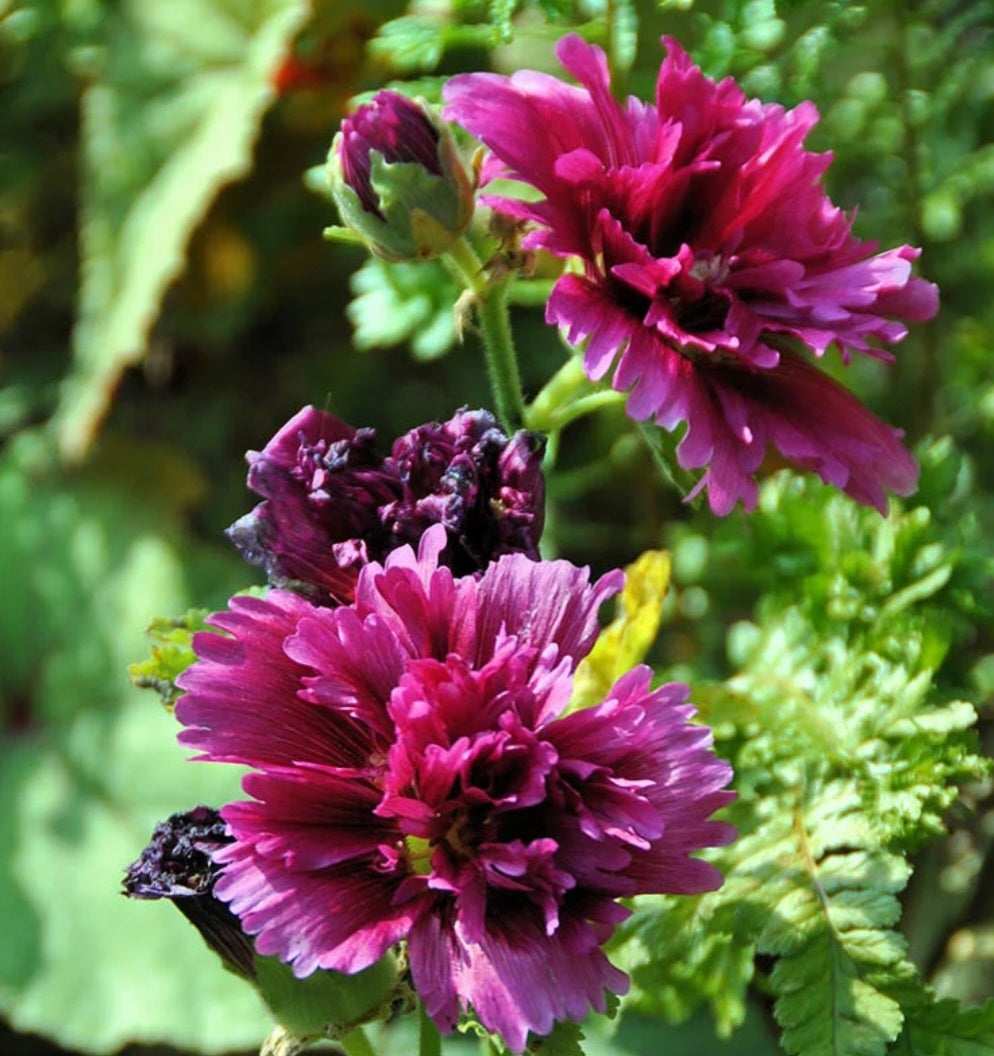 Hollyhock Queeny Purple (Pre-Order Spring Plugs)