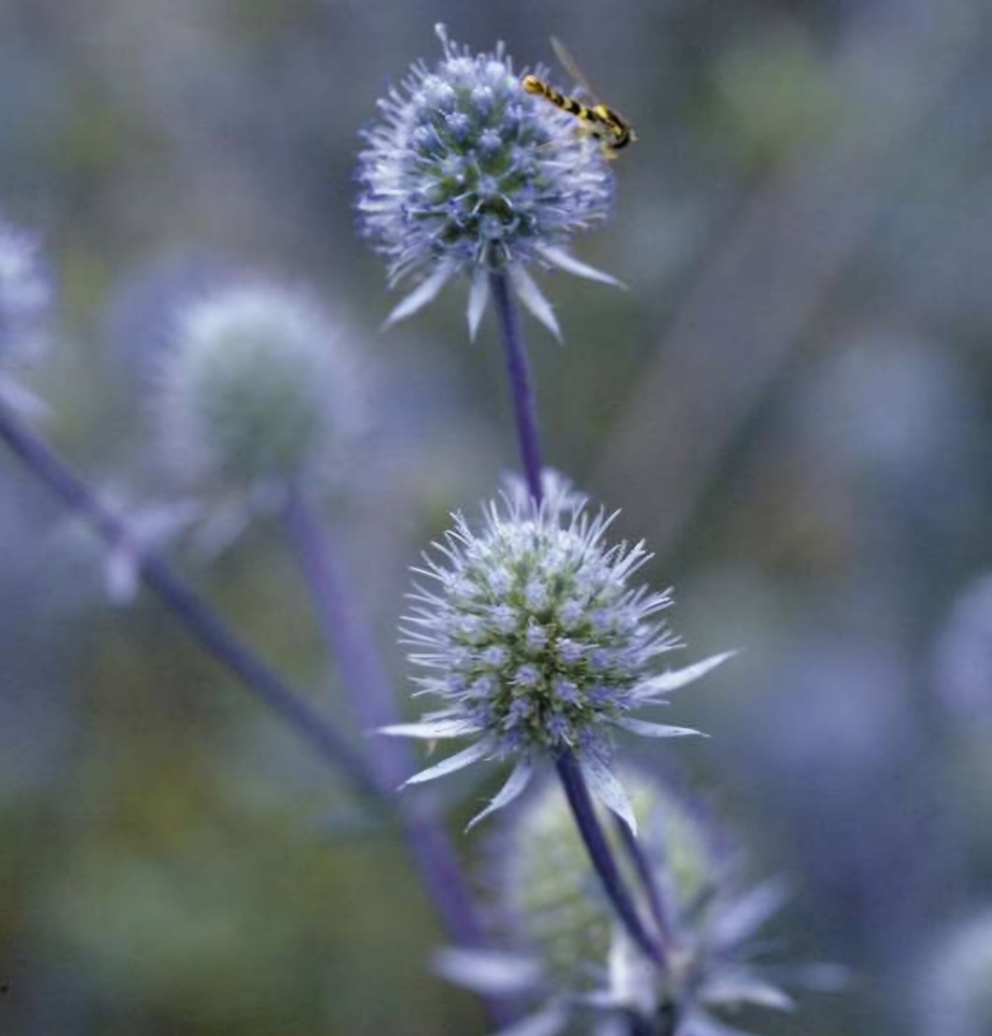 Blue Glitter Eryngium Plant Plugs (4 Pack)