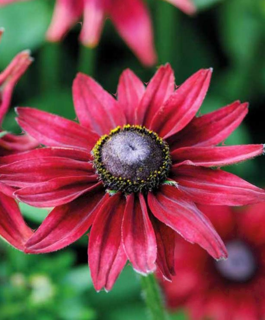 Cherry Brandy Rudbeckia (Pre-Order Spring Plugs)