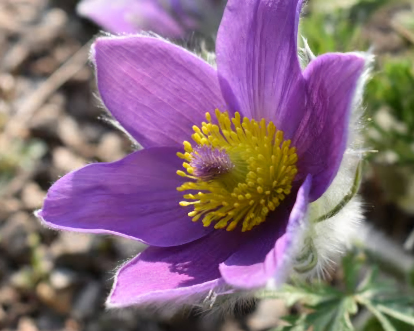 Pasque Flower Anemone Pulsatilla Perennial Plugs