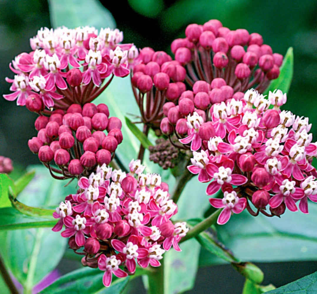 Soulmate Butterfly Weed Plant Plug (4 Pack)