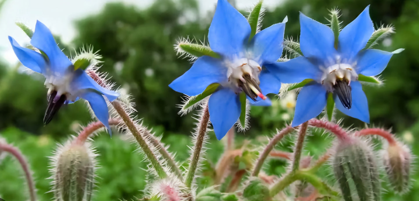 Live Borage Plant Plugs Qty (6)